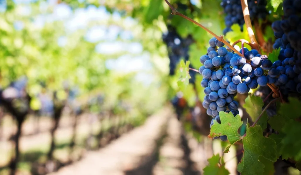 Vignobles Fontana, à Gensac, en Gironde