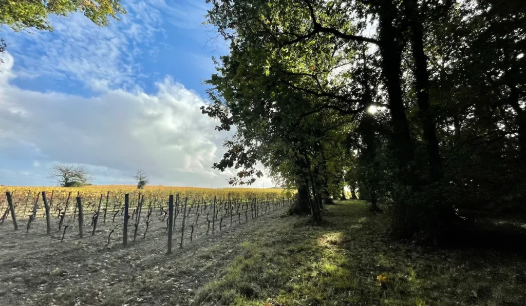 Vignes du Château Penin