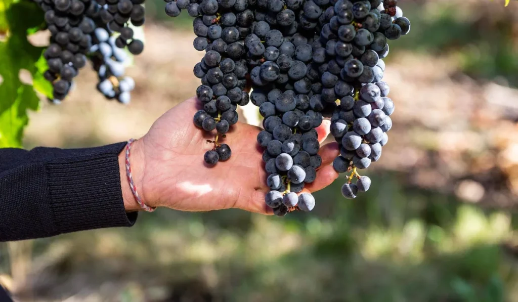 Vignobles Dubard, Château à saint Méard de Gurson